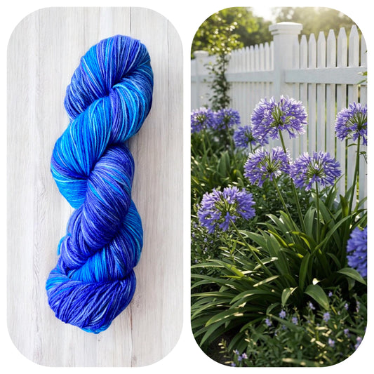 Agapanthus