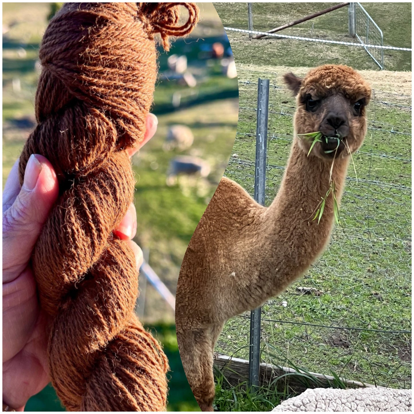 Alpaca Yarn- Mars