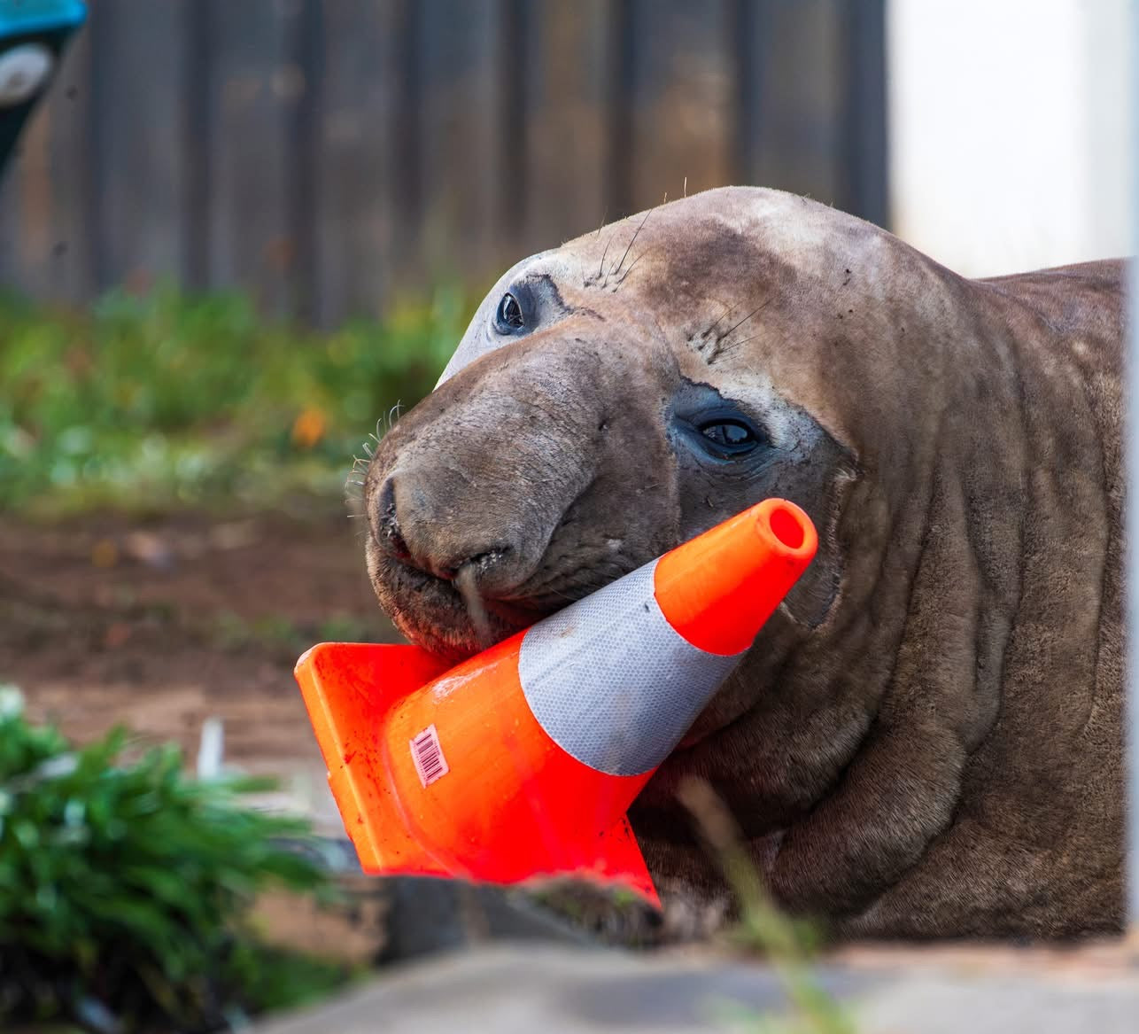 Neil the Seal Adult Beanie