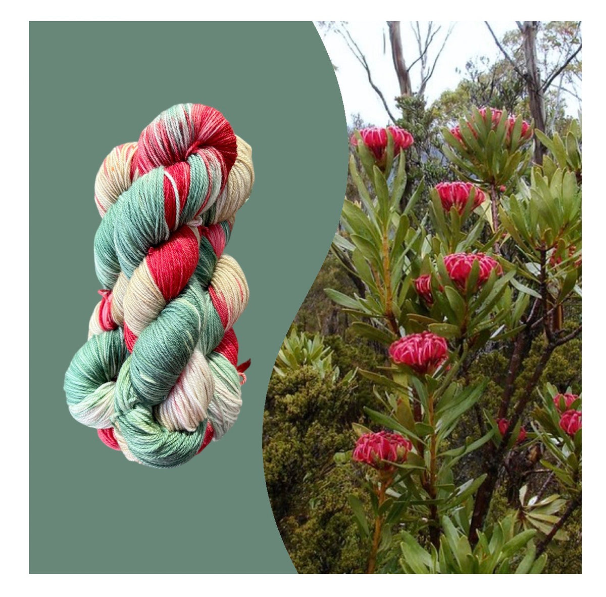 Waratah